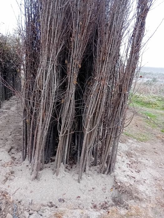 Pomi fructiferi de diferite soiuri