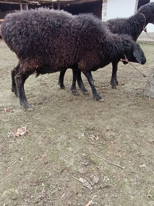 sovluq qoylar sotiladi