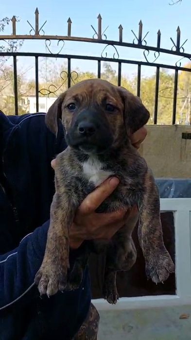 Питбультерьер, американский.