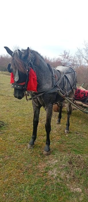 Vând mânză are un an și 3 luni mai multe detalii la Nr de telefon