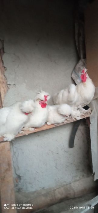 Тухумлар сотилади