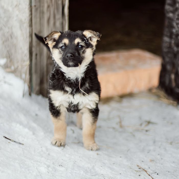 Отдаются щенки 4 месяца
