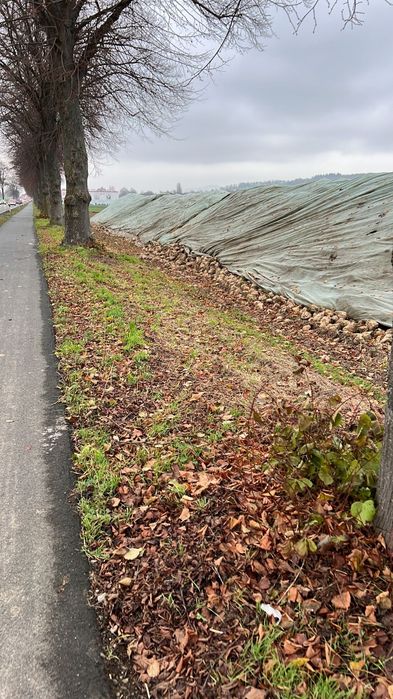 Sfecla de zahar pentru animale oi,vaci,capre,vitei‼