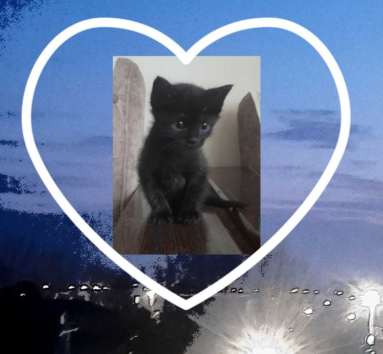 Uy mushugi qiz 3oylik