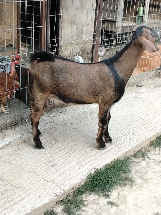 Țap metis anglo-nubian/alpin