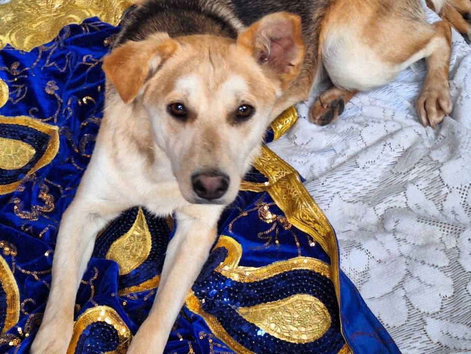 Пристраивается девочка Соня, только в ответственные ручки