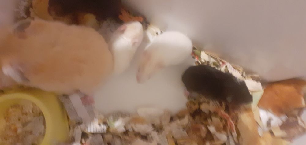 Хомячки детеныши самостоятельные