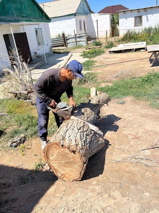 Спил дерева тал кесу 24/7.