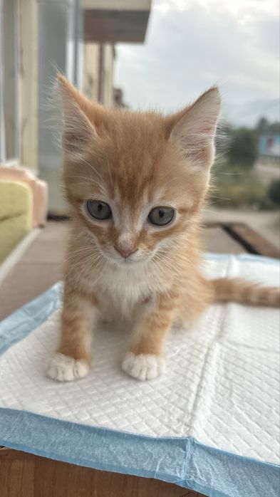 Котенок мальчик ищет дом