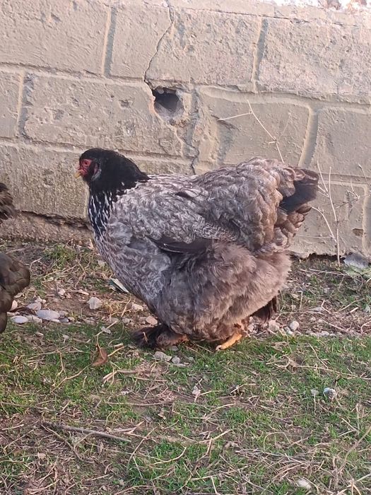 Продается брама куриса и петух