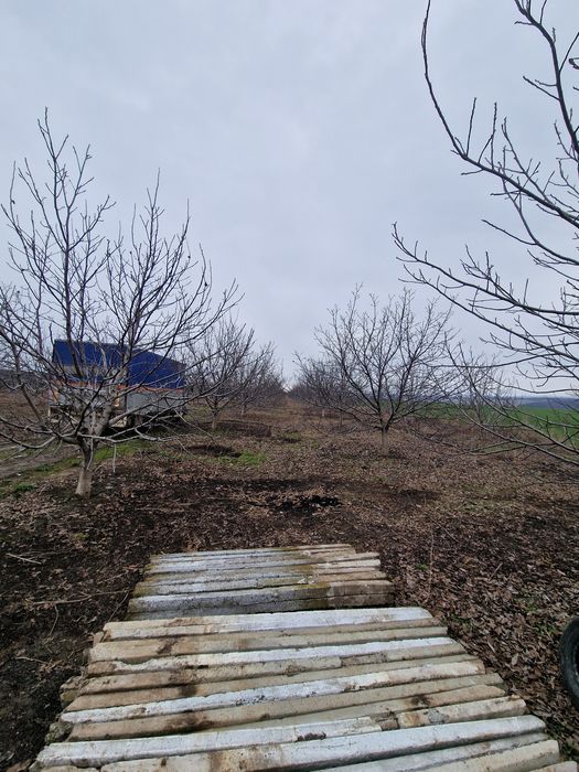 Teren cu livada nuci