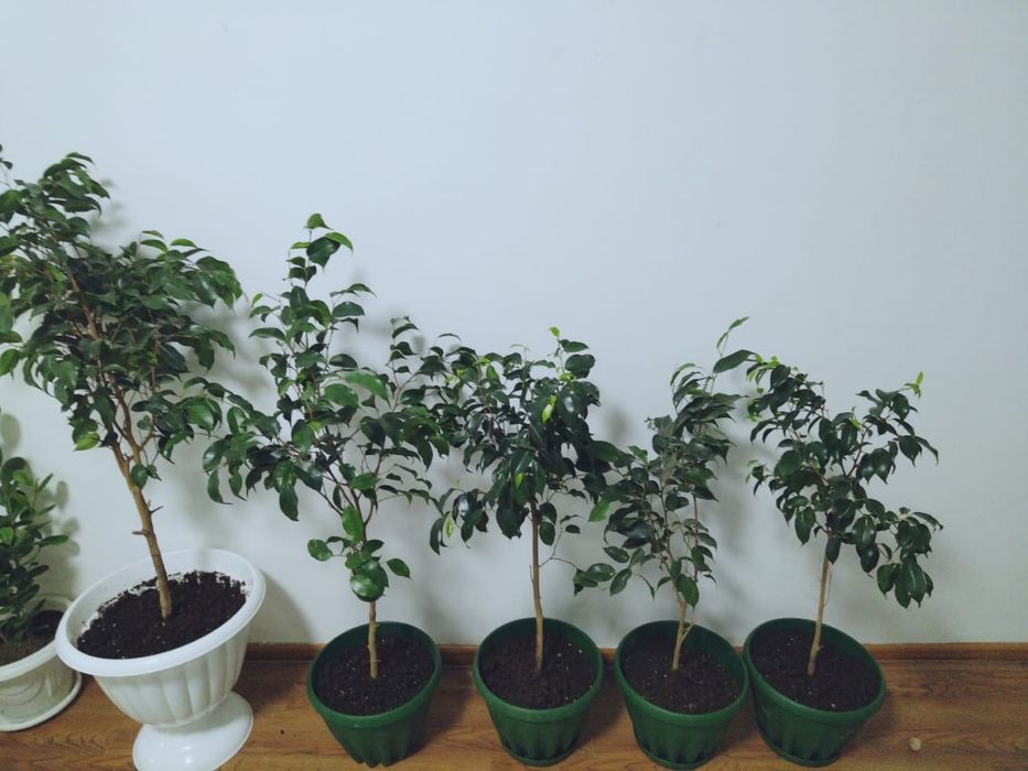 Комнатные растения