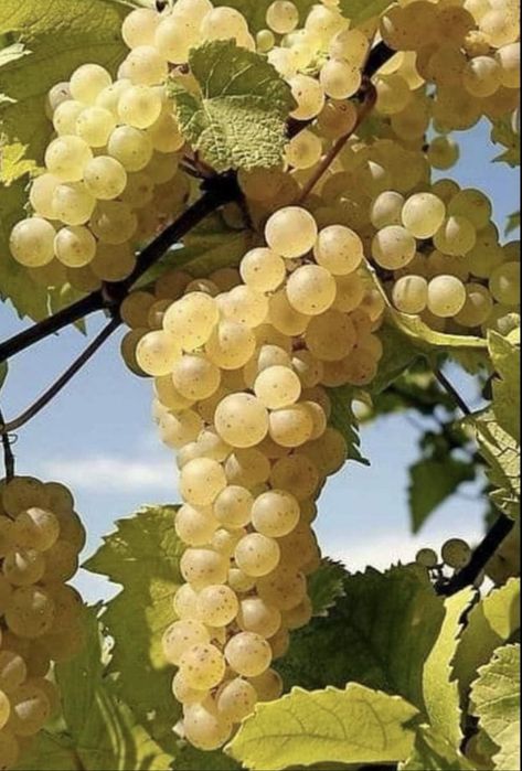 Vand struguri de vin