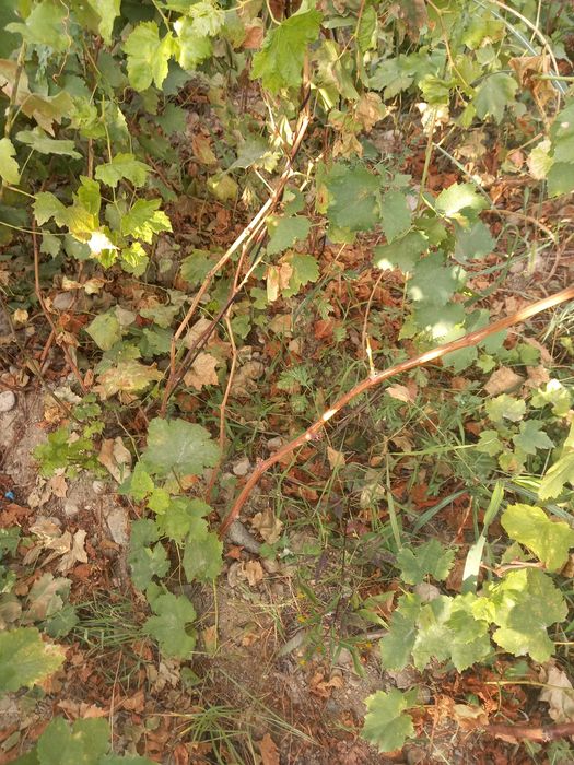 Uzum kochatlar 3 yillik