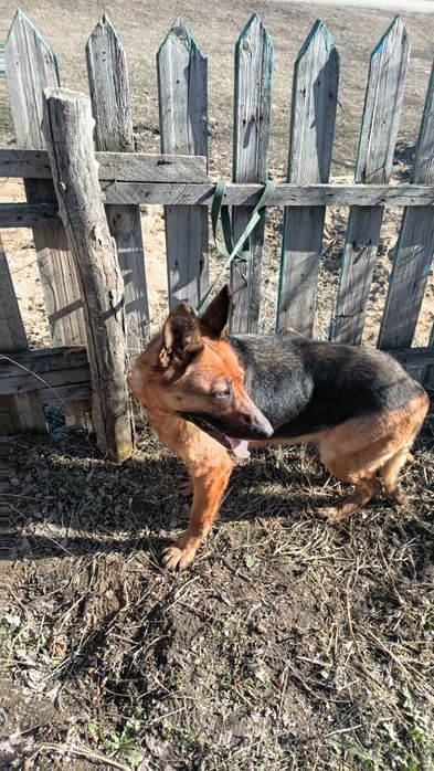 Продам Сабаку немецкая овчарка