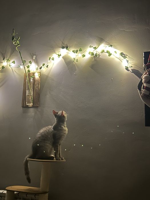 Отдам кота в хорошие руки