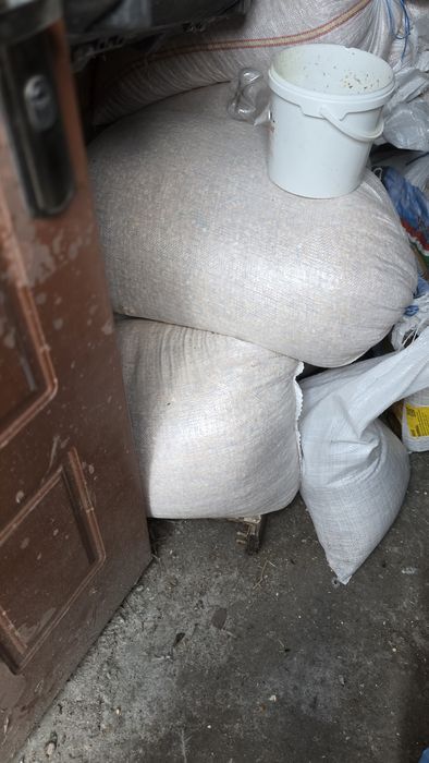 porumb de vânzare 1.5 lei