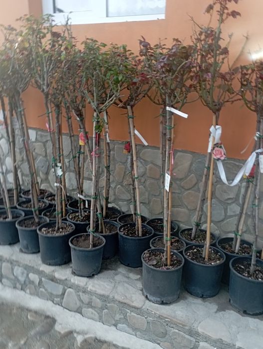 Vindem plante ornamentale doriți să aveți o grădină frumoasă de primă
