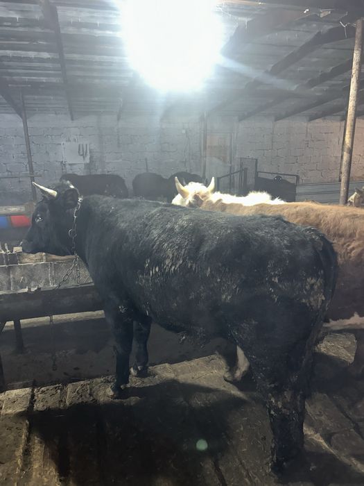 Продается бычки откорм