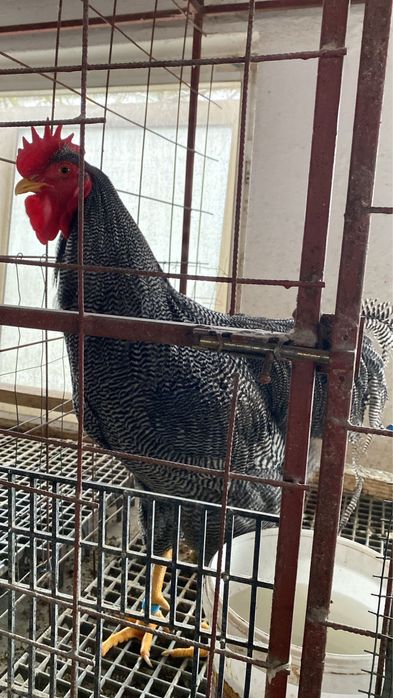 Araucana albastru 1+1 si cocos plymouth