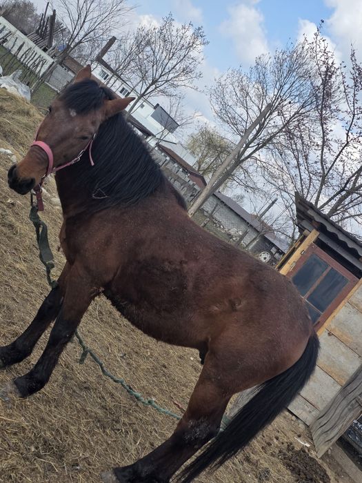 Cal / Armasar 8 ani de vanzare  , cuminte bun la caruta si munca