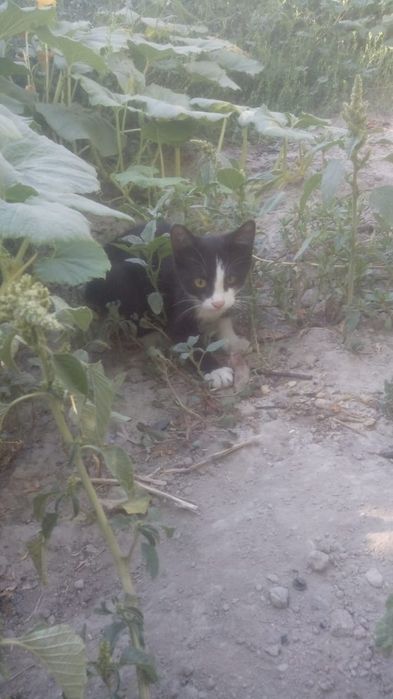 Отдам котят в добрые руки