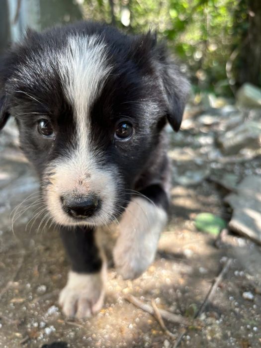 Pentru adoptie  responsabila o catelusa gasita  pe camp langa Constanta