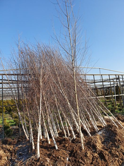 Mesteacăn multitulpinal de la 1-6 metri la cel mai mic pret !!