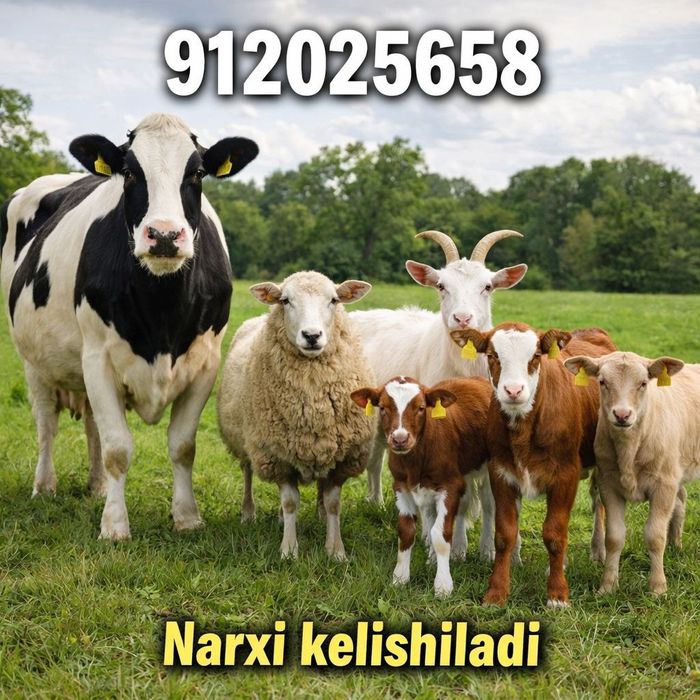 Naslli chorva mollari