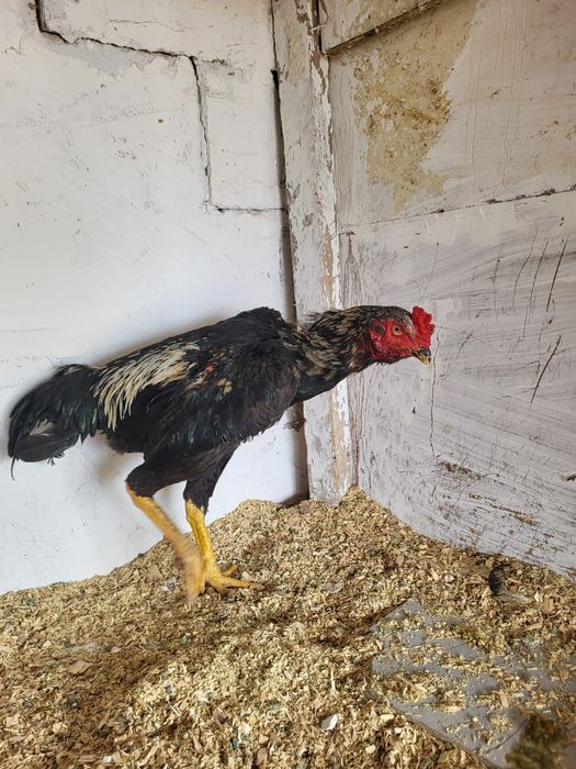 Сатамын дакан кораз шоже 27000