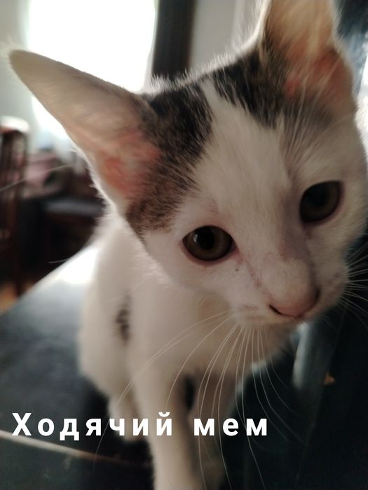 Отдам котёнка в добрые руки.