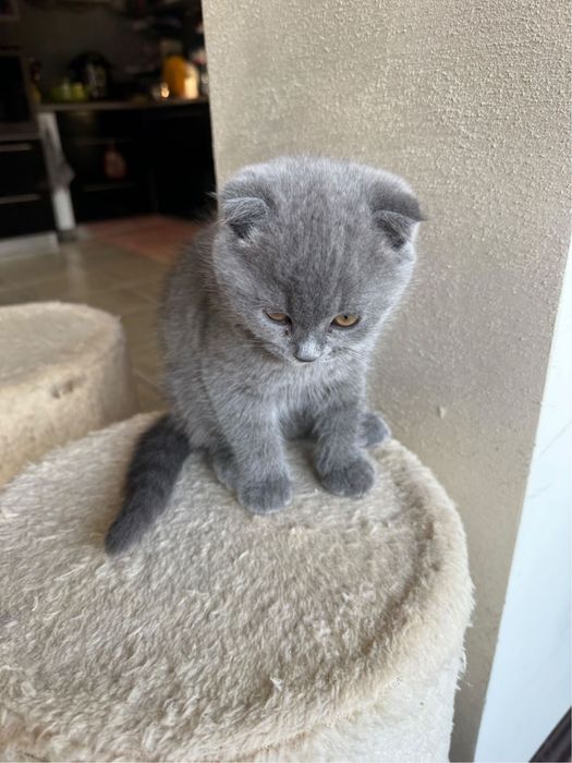 Женско клепоухо шотландче