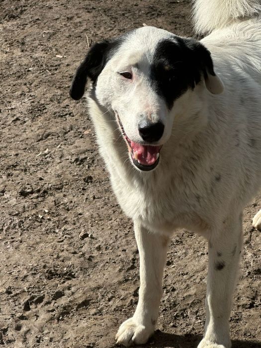 Пристраивается собачка