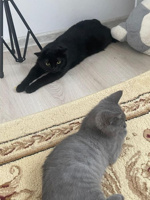 Кошка чёрная, 2 года