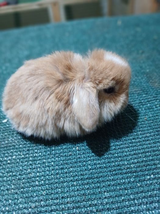 Кролик декаративние