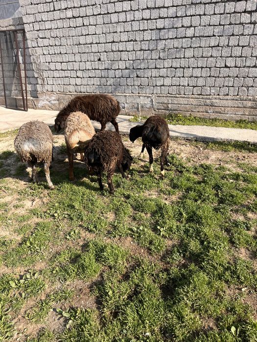 Бык бұқа буқа қошқар тоқты еркек