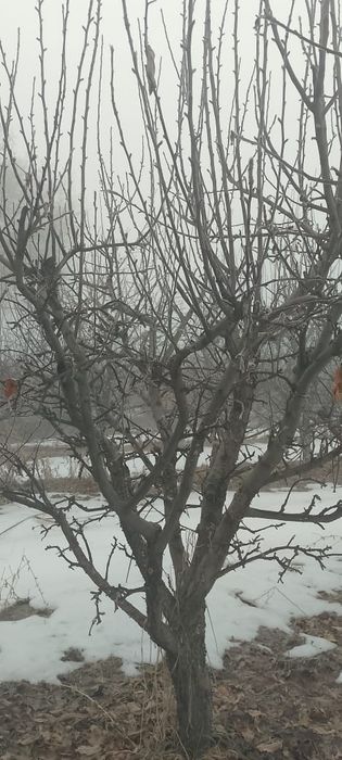 Обрезка деревьев