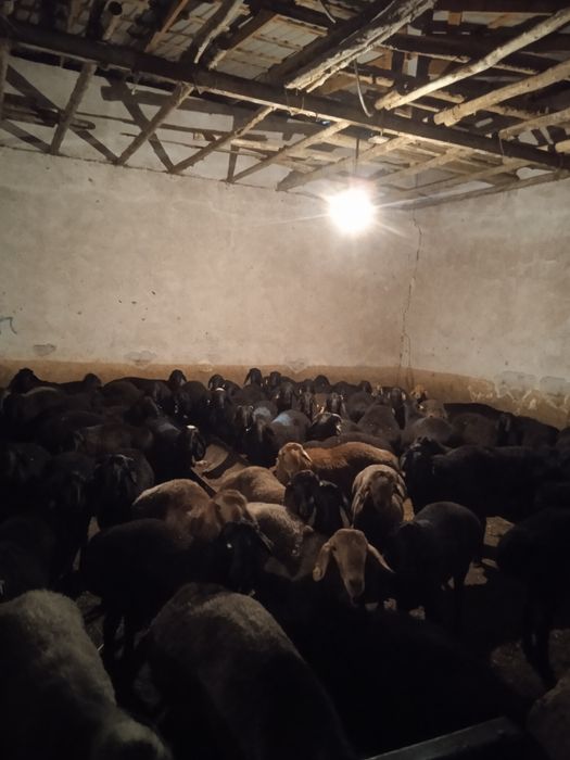 Qoylar sotiladi marosim va hayit ayyomiga zor qoylar bor