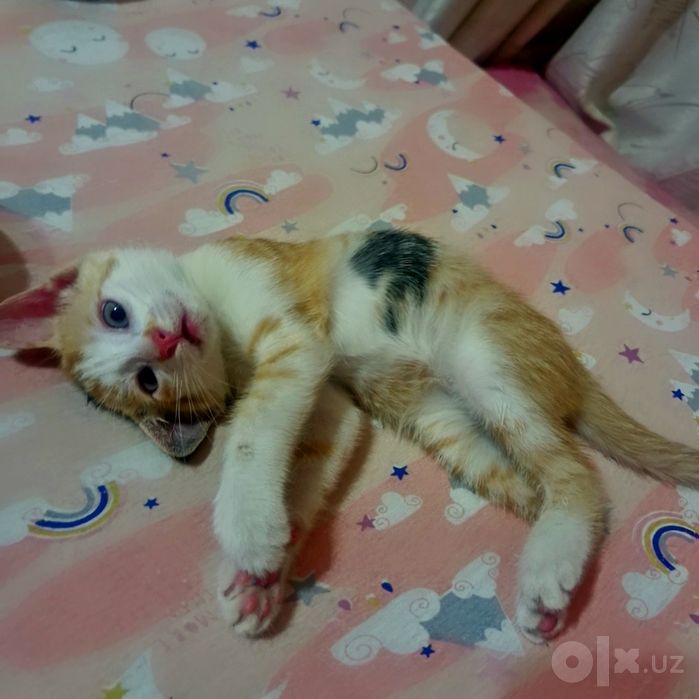 Отдам котят в хорошие заботливые руки.  К лотку приучены.