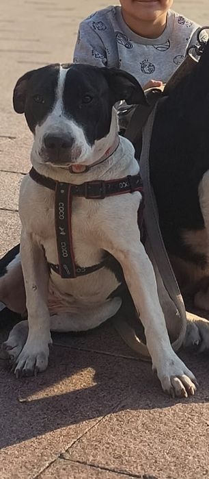 Американский питбультерьер