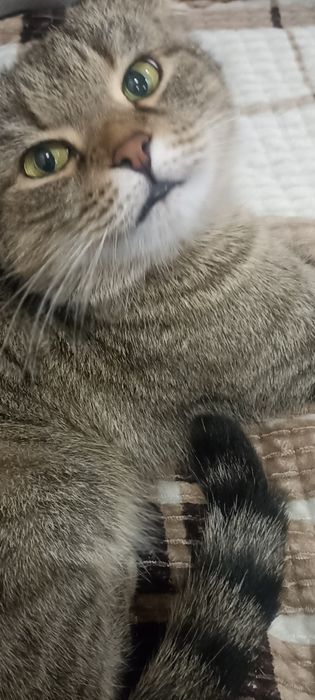 Отдам кошку в хорошие руки