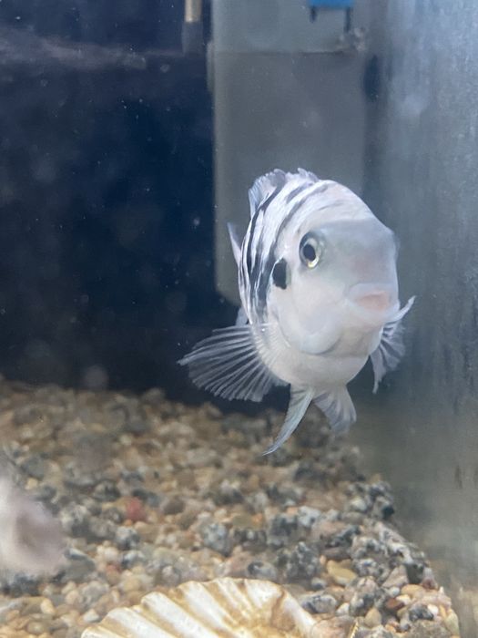 обмен на мирные рыбки