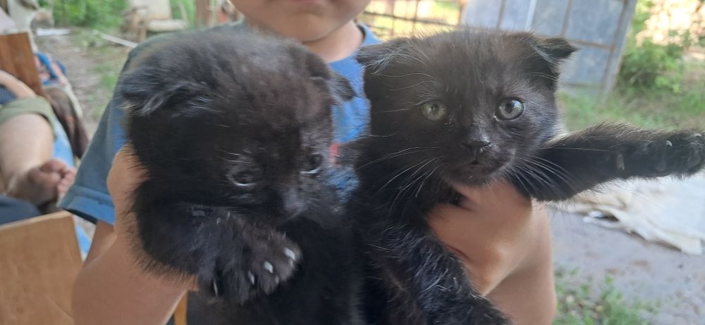 Котята вислоухие бесплатно 2 девочки