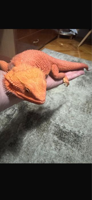 Agame cu barba de vanzare