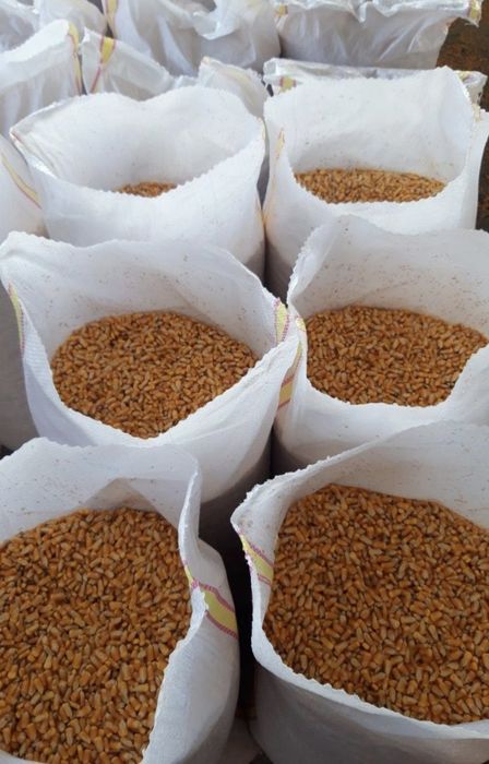 Amestec cereale pentru porumbei,porci,păsări,oi,capre