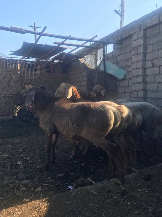 Qoy qochqorlar aqiqa va marosimlar uchun
