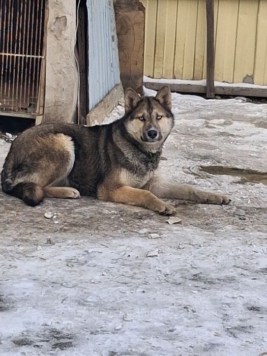Выгул собак(не крупных пород)