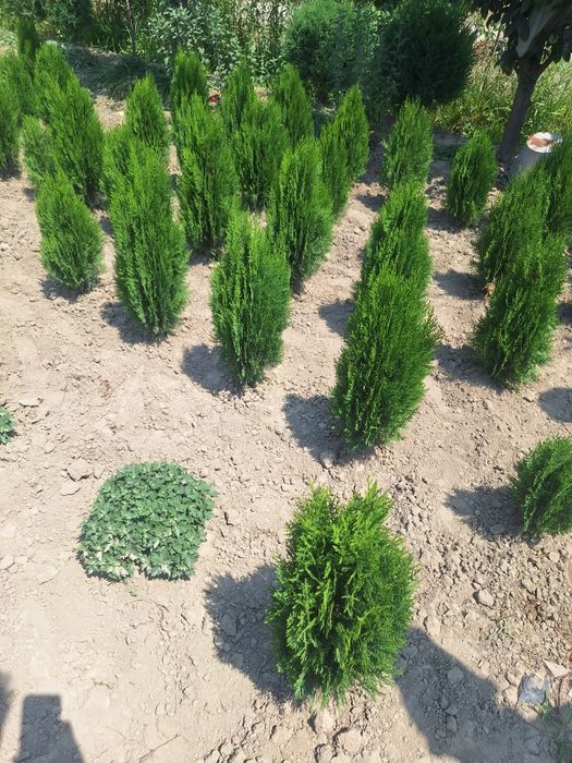 Туя книжный. Туя компактный