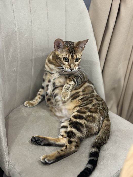 Бенгальские котята!