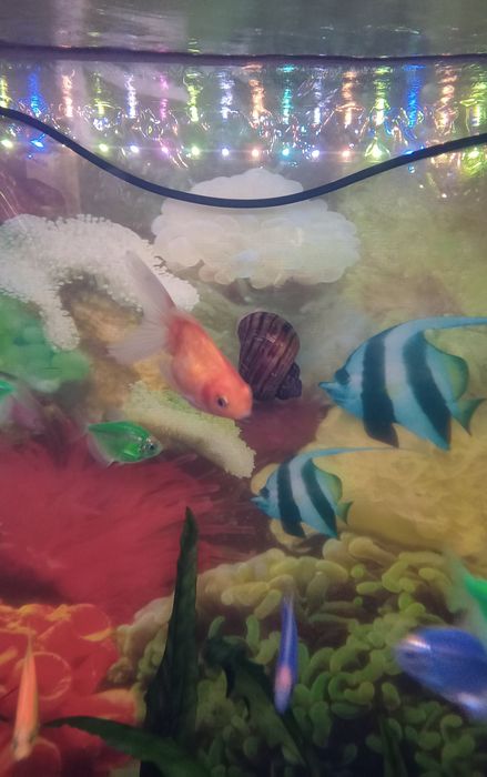 Продам трёх рыбок.